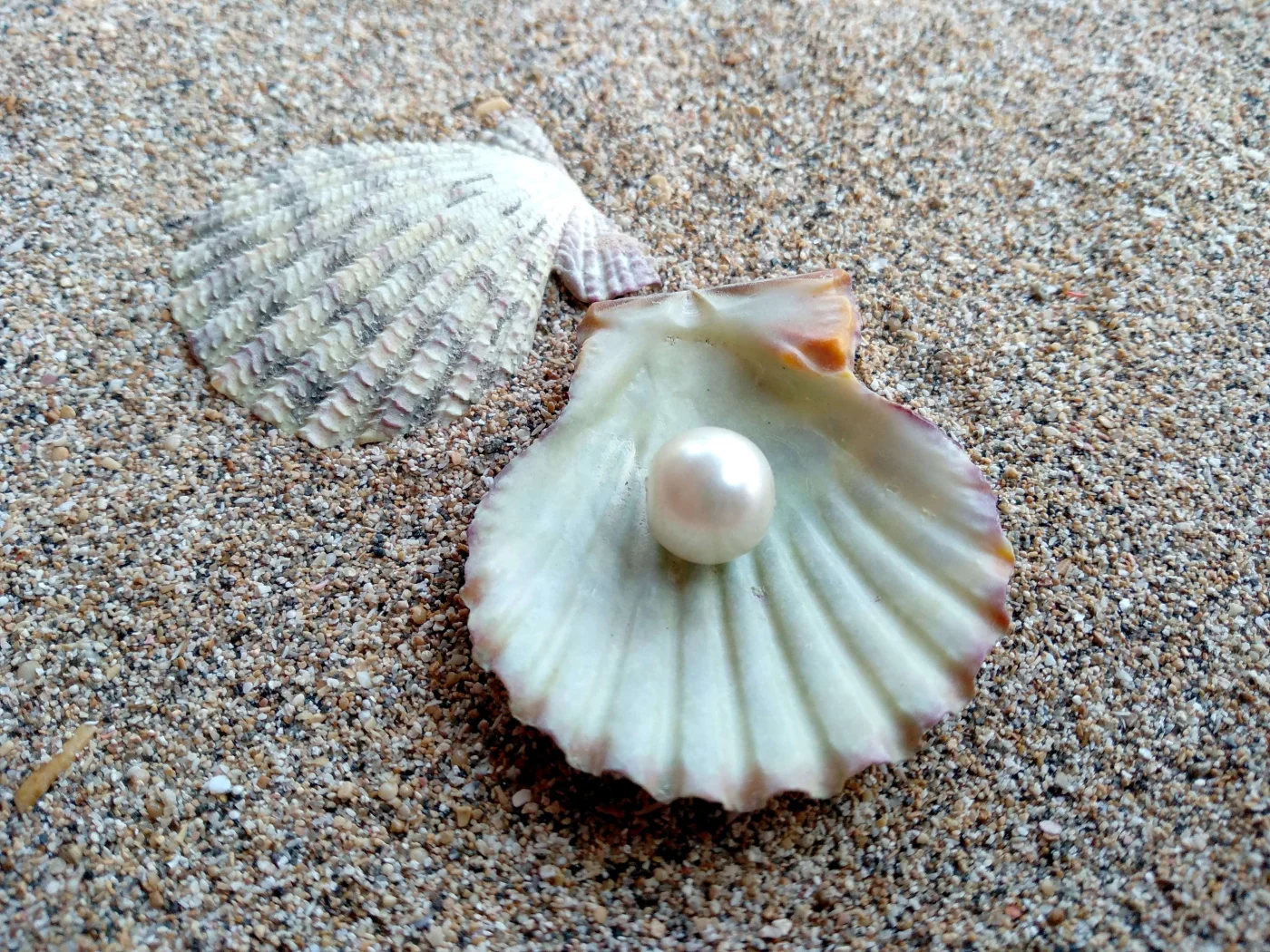 Customer Centered Residential Roofer Houston Area Brinkmann Quality Roofing Services A shell in the sand with a large natural pearl in the center.