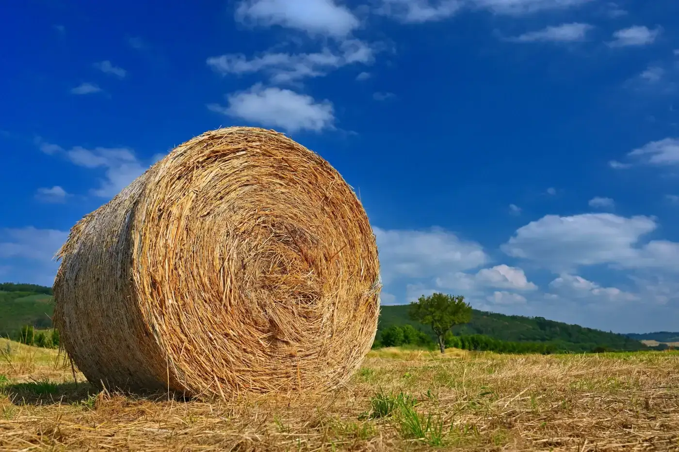 A bay bale in a field under a blue sky