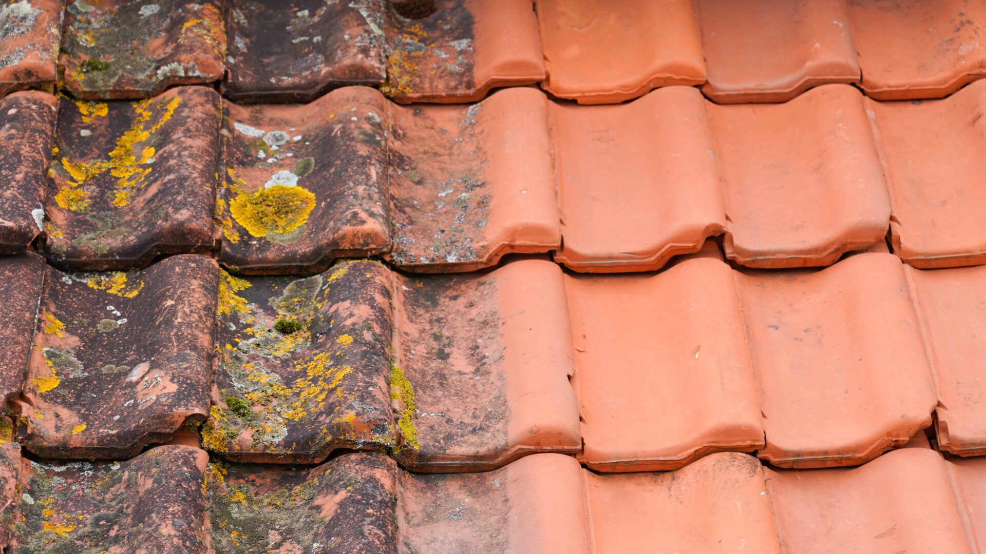 Closeup of a tile roof with moss and algae on the left and the results of cleaning on the right